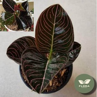 Promo Aglonema rotundum aceh - Tanaman hidup aglonema rotundum aceh - Pohon berdaun 2-4 rotundnm ace