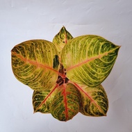 AGLONEMA MOONLIGHT