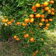 " BIBIT BUAH JERUK SANTANG MADU HASIL OKULASI SUDAH BERBUAH '