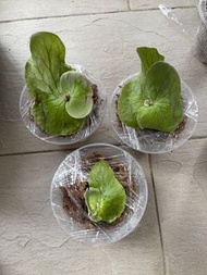 鹿角蕨 象耳 側芽