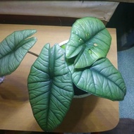 ALOCASIA BISMA