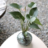 水培植栽│粉紅/紅火鶴花_室內植物 辦公室盆栽 店內布置 送禮
