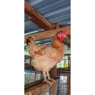 Telur berbenih ayam gajah/ayam Israel