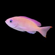 Ikan Hias Air Laut Anthias mata biru