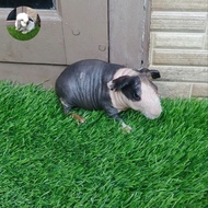 Marmut/Guinea Pig Skinny Belang