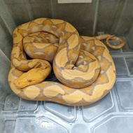 ular retic albino lavender tiger 2 m