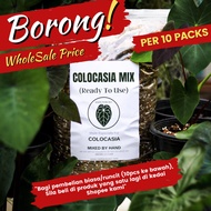 [BORONG] COLOCASIA MIX by NADI POKOKS (Ready To Use) Premium Soil Mixture for all Colocasia Live Plant (Campuran Tanah)