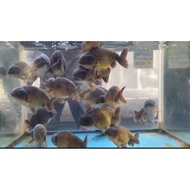Green ranchu bebi cute 3pcs