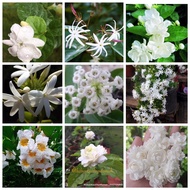 Pokok melur/jasmine wangi pelbagai jenis - melur ros @ grand duke of tuscany, chocolate, star, angel