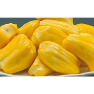 Pokok Nangka Madu J 33 Kahwin