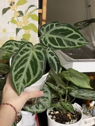 水晶花燭