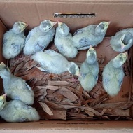 Anak Ayam Hias Kalkun Blue Slate Abu-abu silver Anakan Bandung Turkey