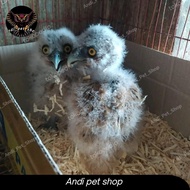 Burung hantu Buffy fish owl anakan