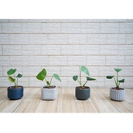 【竒植花物】龜背芋 電信蘭 小型盆栽 室內觀賞植物 綠化盆栽植栽