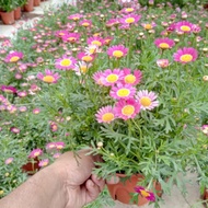 Anak Pokok Bunga Aster Merah Live Plants Red Aster Flower Potted Plants Pokok Bunga Hiasan Pokok Hia