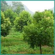 ⊙ ✓ 1PCS Bay Leaf Seeds Laurel Plant Bayleaf Tree Seeds【COD】