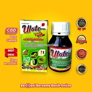 INSEKTISIDA ULATE 550 SL 250 ML dimehypo dan emamectin benzoat Kencana Agro Goldensida Obat Ulat sis