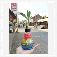 Lucky Bamboo Vase Bulb