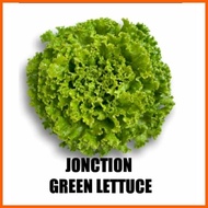 ✧ RIJK ZWAAN LETTUCE SEEDS 50 SEEDS PER PACK