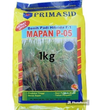 Benih Padi Mapan 05 Asli 1kg Pupuk Padi Sawah Terbaik