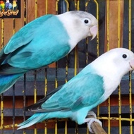 Best seller Burung love bird lovebird biola blue banyak