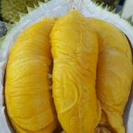 Durian Musang King (Anak pokok)