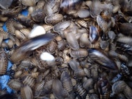 Dubia Blaptica Roces/Dubia Hidup/untuk arowana/sugar glider/cicak gecko size 1-2cm (100 pcs 1set)