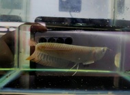 Harga Borong 5inci +- Ikan Arowana murah Silver Arowana baby 1ekor + pallet Ikan kelisa live fish