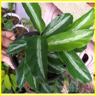 ◆ ◮ ◪ Calathea Urdunata Live Plants for Indoor/Outdoor