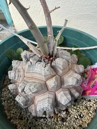 露養大型南非龜甲龍(Dioscorea elephantipes): 深裂紋理塊根植物