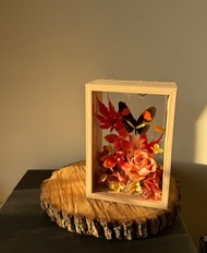 擷取天空。情人節紀念日禮物/永生蝴蝶標本/喬遷開幕禮/多色