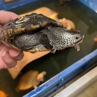 Dbt centrata size sub adult diamondback terrapin mainan anak