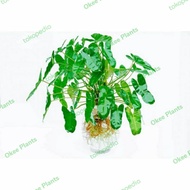 tanaman hias philodendron burle marx / tanaman brekele