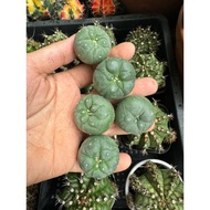 LOPHO CACTUS 3-4CM (SEEDED TREE) TREE