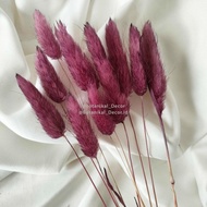 Dried Candy Colour Lagurus/Rabbit Tail Kelinci Bunga Kering Warna - PURPLE
