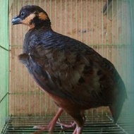 BURUNG PUYUH GONGGONG GACOR SEPASANG SIAP TERNAK