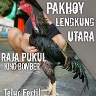 Ayam Bangkok Pakhoy Telur Fertil King Bomber