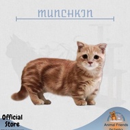 Kucing Munchkin Ready Kak