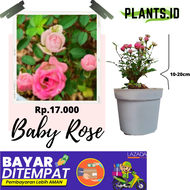 [ Promo Beli 1 Gratis 1 Tanaman ]  TANAMAN HIAS BUNGA MAWAR HIDUP ASLI TANAMAN HIAS BUNGA ROSE BUNGA