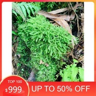 . wepping moss decorates semi-terrarium terrarium setup