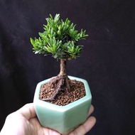 米葉羅漢松 原生株 掌上盆景 矮樁 花盆   plant  Bonsai 植物 盆栽 小樹  禮物 gift 風水 【實拍。只此一盆】