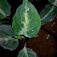 Baby Aglaonema pictum tri colors