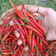 SILI LABUYO SEEDS -20pcs