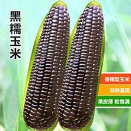 余記丶黑甜糯玉米正宗黑玉米種子 耐高溫紫玉米種籽四季大田春季蔬菜種子