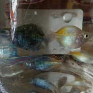 TheParty88- Ikan Rainbow Boesemani Balon