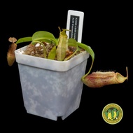 N. NOID x (lowii x campanulata) | Pitcher Plant | Nepenthes | Carnivorous Plant | Monkey Cups