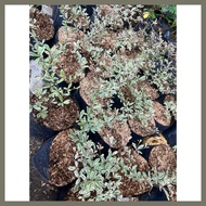 ◊ ◑ ∆ African Talisay Variegated small size only