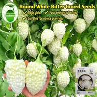Fast Growing 5pcs High Yield Apple White Bitter Gourd Seeds Organic Vegetable Seeds Crystal Bitter G