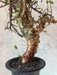 紅莖沒藥/ 橄欖，產地塊根，紅綠銅皮穩根