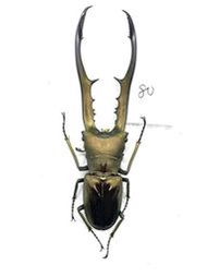 Cyclommatus metallifer finae Peleng Is. 美它利佛細身赤鍬形蟲80mm